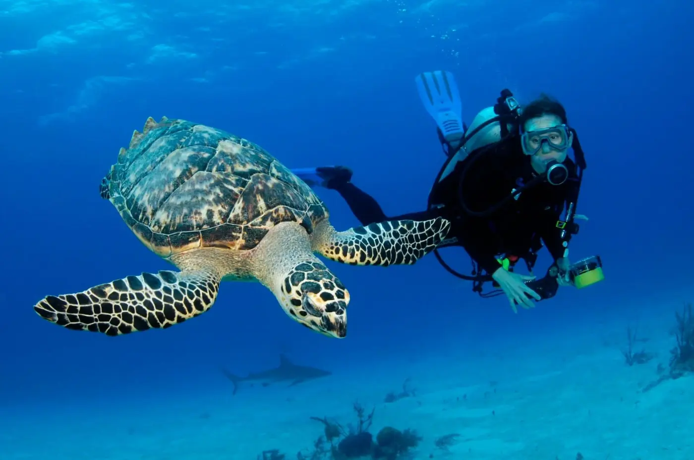 Scuba/Snorkeling